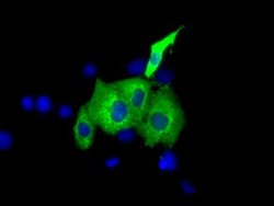 IGF2BP2 Mouse anti-Canine, Human, Clone: OTI4C4, lyophilized, TrueMAB 100