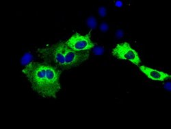IGF2BP2 Mouse anti-Human, Clone: OTI3C8, lyophilized, TrueMAB 100 &mu;g;