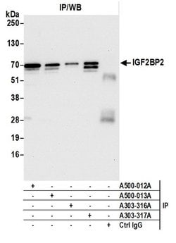 IGF2BP2 Mouse anti-Human, Mouse, Clone: 1E3.01E5, Bethyl Laboratories 20