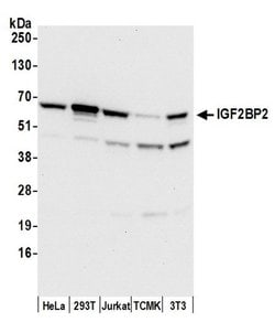 IGF2BP2 Mouse anti-Human, Mouse, Clone: 1E3.01E5, Bethyl Laboratories 20