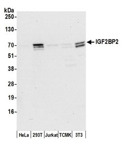 IGF2BP2 Mouse anti-Human, Mouse, Clone: 3A3.5F1, Bethyl Laboratories 100