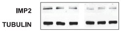 IGF2BP2 Mouse anti-Canine, Human, Clone: OTI3F9, lyophilized, TrueMAB 100