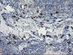 IGJ Monoclonal Antibody (OTI3F8), TrueMAB , OriGene 100 &mu;L; Unconjugated:Antibodies,
