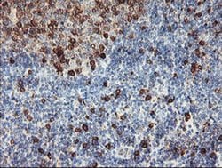 IGJ Monoclonal Antibody (OTI3F8), TrueMAB , OriGene 100 &mu;L; Unconjugated:Antibodies,
