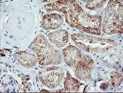 IGJ Monoclonal Antibody (OTI3F8), TrueMAB , OriGene 100 &mu;L; Unconjugated:Antibodies,