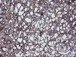 IGJ Monoclonal Antibody (OTI3F8), TrueMAB , OriGene 100 &mu;L; Unconjugated:Antibodies,