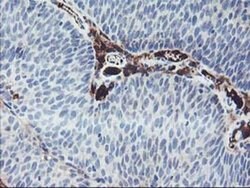 IGJ Mouse anti-Human, Clone: OTI3H7, liquid, TrueMAB 100 &mu;L; Unconjugated:Antibodies,
