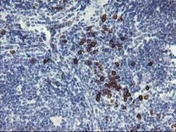 IGJ Mouse anti-Human, Clone: OTI3H7, liquid, TrueMAB 100 &mu;L; Unconjugated:Antibodies,