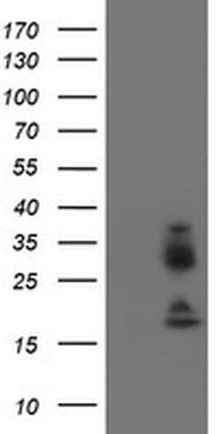 IGJ Monoclonal Antibody (OTI3C7), TrueMAB , OriGene 30 &mu;L; Unconjugated:Antibodies,