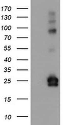 IGJ Monoclonal Antibody (OTI3B5), TrueMAB , OriGene:Antibodies:Primary