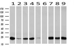 IGJ Mouse anti-Human, Clone: OTI3H7, liquid, TrueMAB 100 &mu;L; Unconjugated:Antibodies,