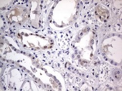 IGSF11 Monoclonal Antibody (OTI3A4), TrueMAB , OriGene 100 &mu;L; Unconjugated:Antibodies,