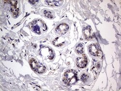 IGSF11 Mouse anti-Human, Clone: OTI2H1, lyophilized, TrueMAB 100 &mu;g;