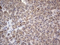 IGSF11 Mouse anti-Human, Clone: OTI2H1, lyophilized, TrueMAB 100 &mu;g;