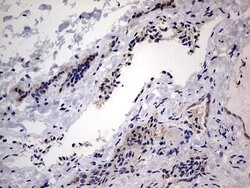 IGSF11 Mouse anti-Human, Clone: OTI2H1, lyophilized, TrueMAB 100 &mu;g;