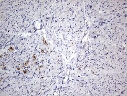 IGSF11 Mouse anti-Human, Clone: OTI2H1, TrueMAB , Origene 30 &mu;L; Unconjugated:Antibodies,