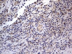IGSF11 Mouse anti-Human, Clone: OTI2H1, lyophilized, TrueMAB 100 &mu;g;