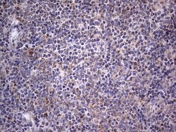 IGSF11 Mouse anti-Human, Clone: OTI2H1, TrueMAB , Origene 30 &mu;L; Unconjugated:Antibodies,