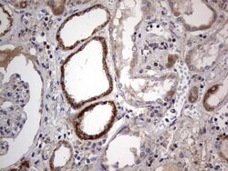 IGSF11 Mouse anti-Human, Clone: OTI2H1, lyophilized, TrueMAB 100 &mu;g;