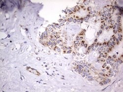 IGSF11 Mouse anti-Human, Clone: OTI2H1, lyophilized, TrueMAB 100 &mu;g;