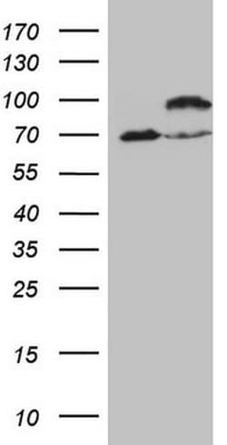 IKBKE Monoclonal Antibody (OTI3C5), TrueMAB , OriGene 100 &mu;L; Unconjugated:Antibodies,