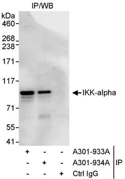 IKK-alpha Rabbit anti-Human, Polyclonal, Bethyl Laboratories 10 &mu;L;