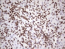 IKZF3 Mouse anti-Human, Clone: OTI4H7, lyophilized, TrueMAB 100 &mu;g;