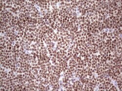 IKZF3 Mouse anti-Human, Clone: OTI4H7, lyophilized, TrueMAB 100 &mu;g;