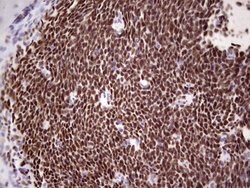 IKZF3 Mouse anti-Human, Clone: OTI4H7, lyophilized, TrueMAB 100 &mu;g;