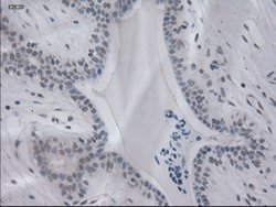 IL-3 Mouse anti-Human, Clone: OTI3B11, lyophilized, TrueMAB 100 &mu;g;