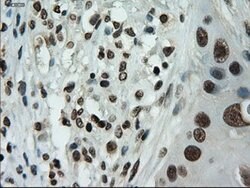 IL-3 Mouse anti-Human, Clone: OTI3B11, lyophilized, TrueMAB 100 &mu;g;