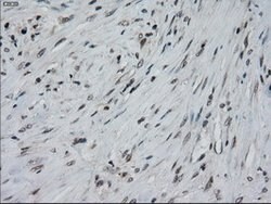 IL-3 Mouse anti-Human, Clone: OTI3B11, lyophilized, TrueMAB 100 &mu;g;