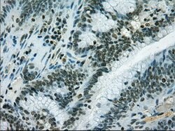 IL-3 Mouse anti-Human, Clone: OTI3B11, lyophilized, TrueMAB 100 &mu;g;