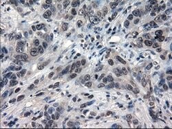 IL-3 Mouse anti-Human, Clone: OTI3B11, lyophilized, TrueMAB 100 &mu;g;