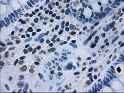 IL-3 Mouse anti-Human, Clone: OTI3B11, lyophilized, TrueMAB 100 &mu;g;