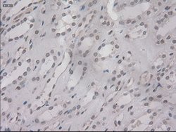 IL-3 Mouse anti-Human, Clone: OTI3B11, lyophilized, TrueMAB 100 &mu;g;