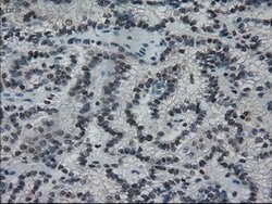 IL-3 Mouse anti-Human, Clone: OTI3B11, lyophilized, TrueMAB 100 &mu;g;