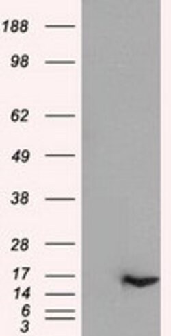 IL-3 Mouse anti-Human, Clone: OTI3B11, lyophilized, TrueMAB 100 &mu;g;
