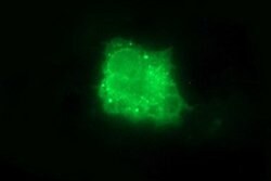 IL10RA Mouse anti-Human, Clone: OTI1E5, lyophilized, TrueMAB 100 &mu;g;