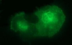 IL10RA Monoclonal Antibody (OTI1G10), TrueMAB , OriGene:Antibodies:Primary