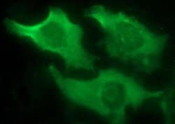 IL10RA Monoclonal Antibody (OTI1G10), TrueMAB , OriGene:Antibodies:Primary