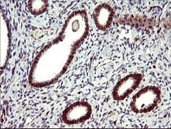 IL10RA Mouse anti-Human, Clone: OTI1D10, lyophilized, TrueMAB 100 &mu;g;