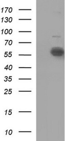 IL10RA Mouse anti-Human, Clone: OTI1C7, lyophilized, TrueMAB 100 &mu;g;