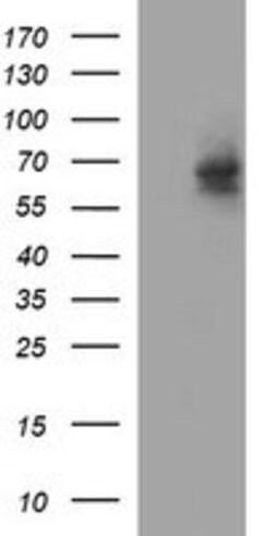 IL10RA Mouse anti-Human, Clone: OTI1C12, lyophilized, TrueMAB 100 &mu;g;