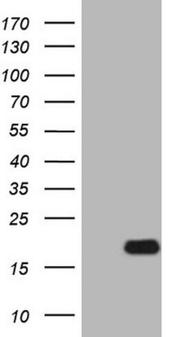 IL15 Mouse anti-Human, Clone: OTI2B4, lyophilized, TrueMAB 100 &mu;g; Unconjugated:Antibodies,