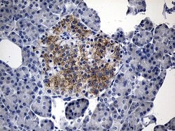 IL17B Monoclonal Antibody (OTI8F7), TrueMAB , OriGene 100 &mu;L; Unconjugated:Antibodies,