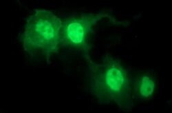 IL1A Monoclonal Antibody (OTI2F11), TrueMAB , OriGene 30 &mu;L; Unconjugated:Antibodies,