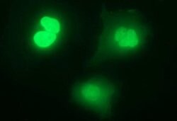 IL1A Mouse anti-Human, Clone: OTI2B4, liquid, TrueMAB 100 &mu;L; Unconjugated:Antibodies,