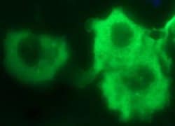 IL1A Mouse anti-Human, Clone: OTI3C3, liquid, TrueMAB 100 &mu;L; Unconjugated:Antibodies,