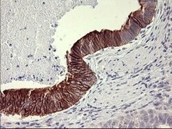 IL1A Monoclonal Antibody (OTI2F11), TrueMAB , OriGene 30 &mu;L; Unconjugated:Antibodies,